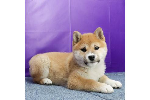 成約済の愛知県の柴犬-364720の2枚目